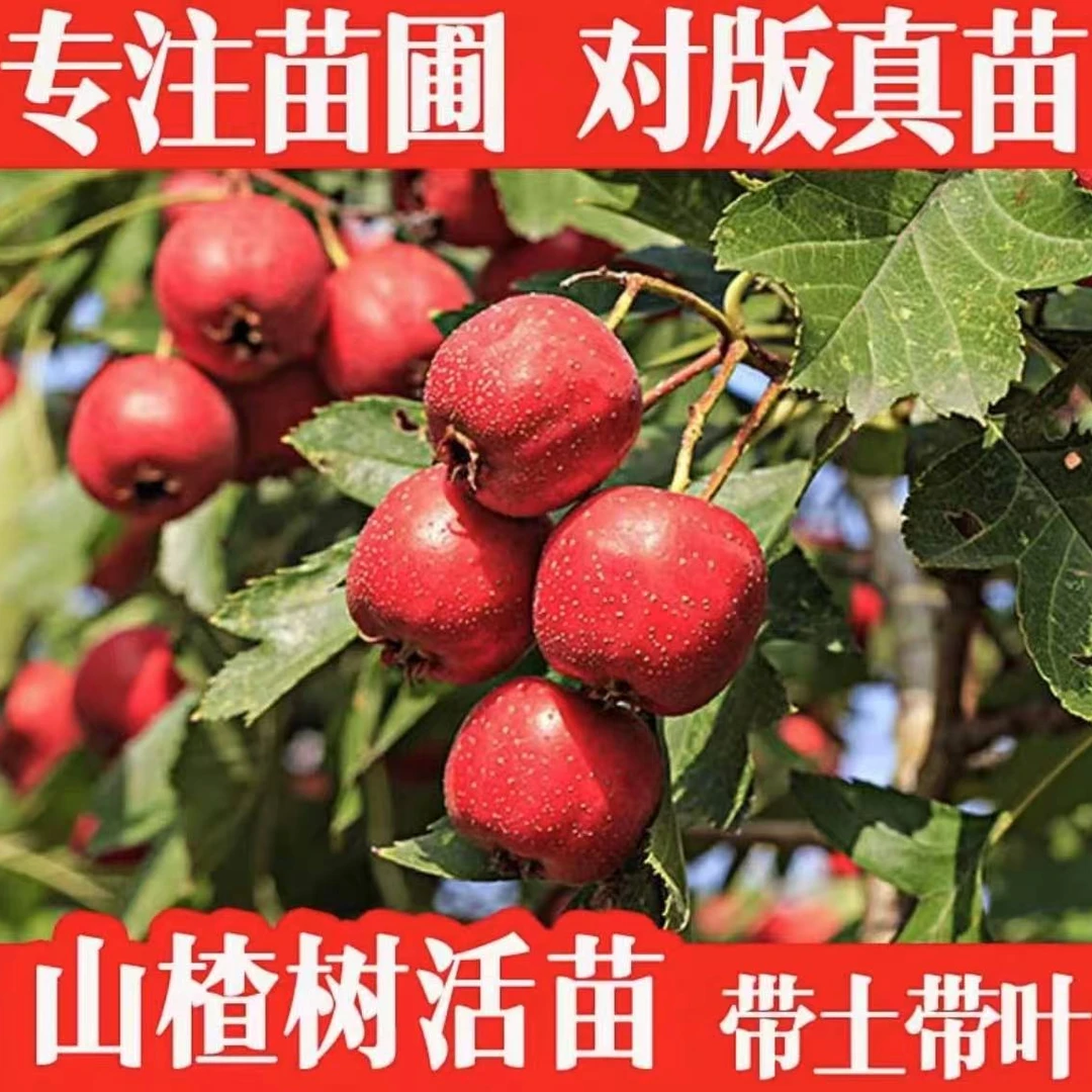 大五棱山楂树苗【带果发货】南北方种植盆栽地栽当年结果