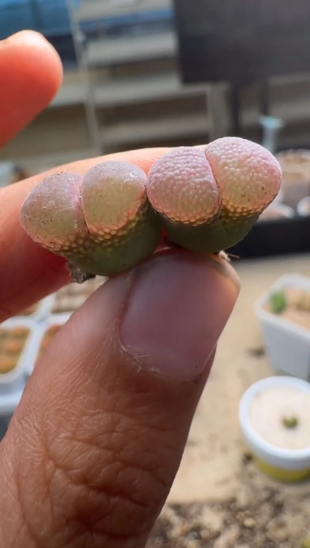 美丽的肉石头9-530