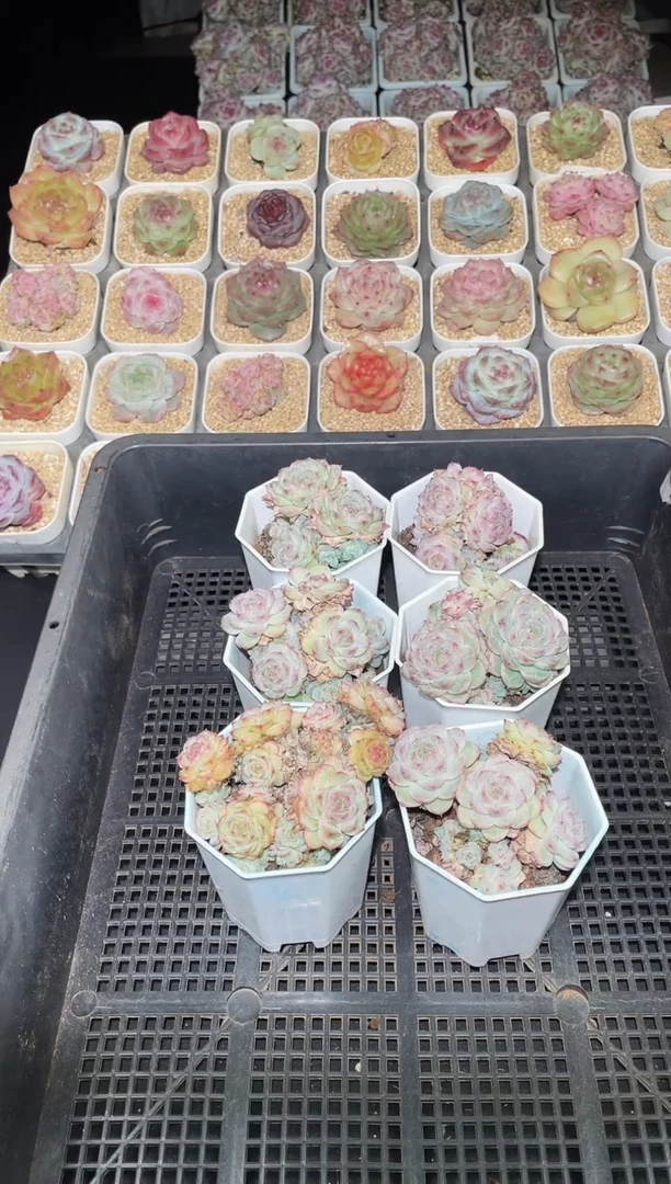 闪购2889 珍妮群混发多肉一颗