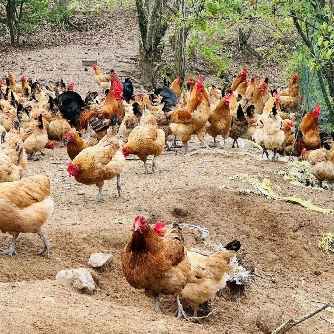 湖北麻城老乡家散养土鸡农家土鸡 包冰率不含冰