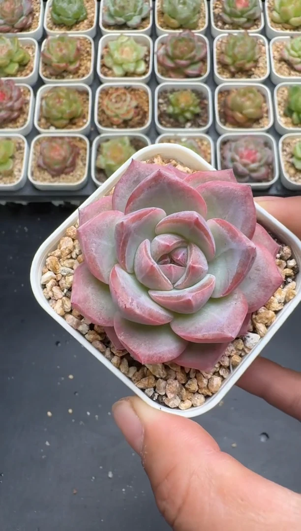 288G云禹多肉植物 脱土纸巾打包 3颗包邮