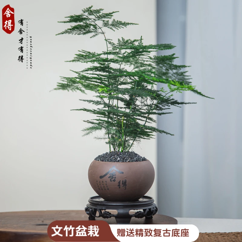 创享绿洲文竹盆栽植物室内净化空气盆栽中式室内客厅迷你绿植花卉