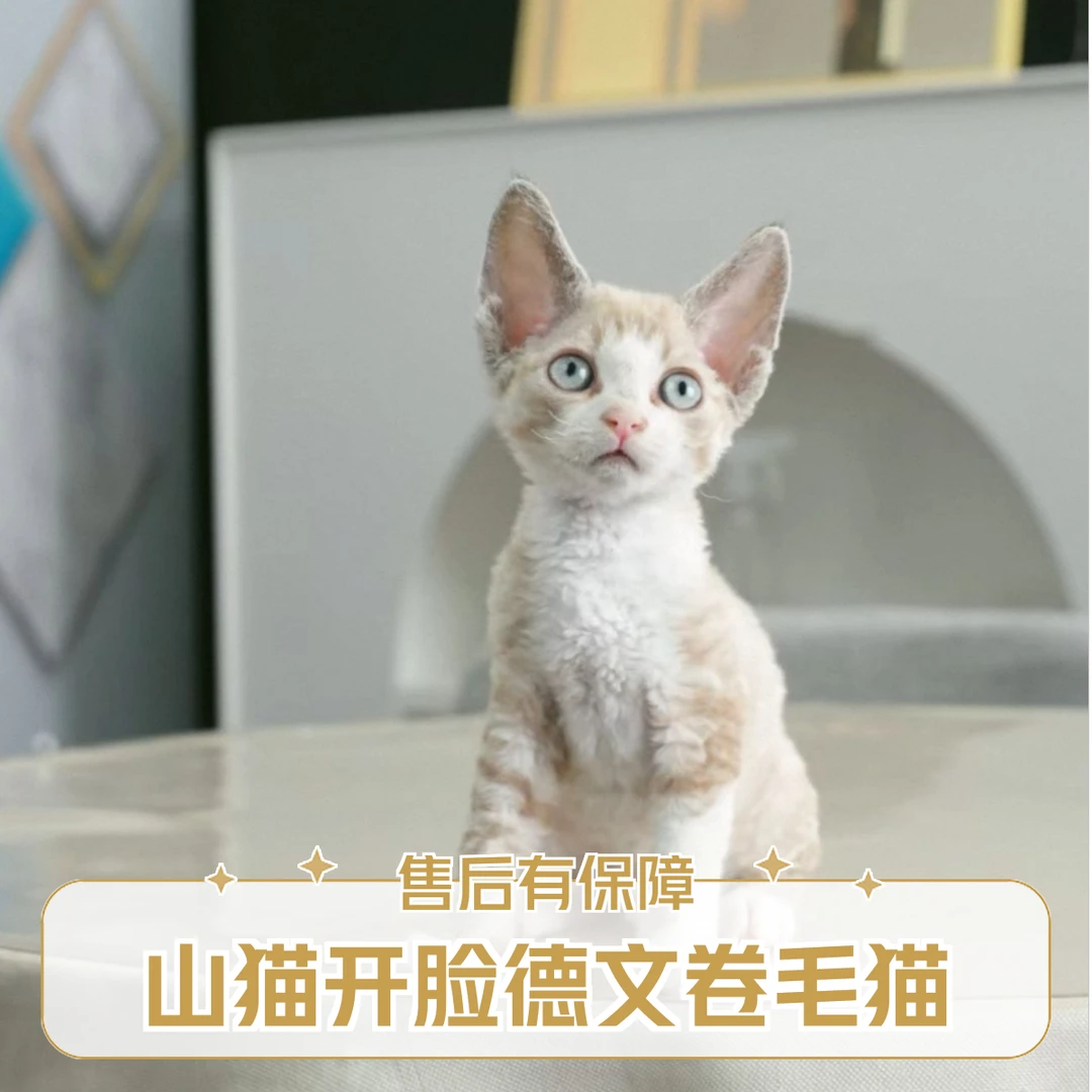 山猫开（公）2.5月2针性格特点：大爆毛巨粘人超级乖德文猫