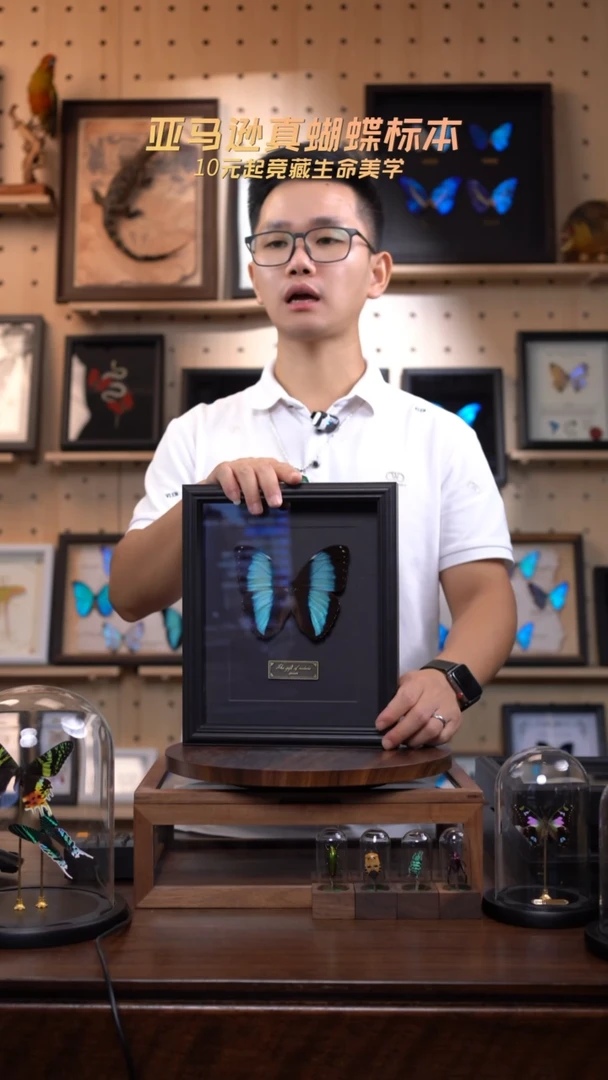 蝴蝶标本摆件拍卖d107