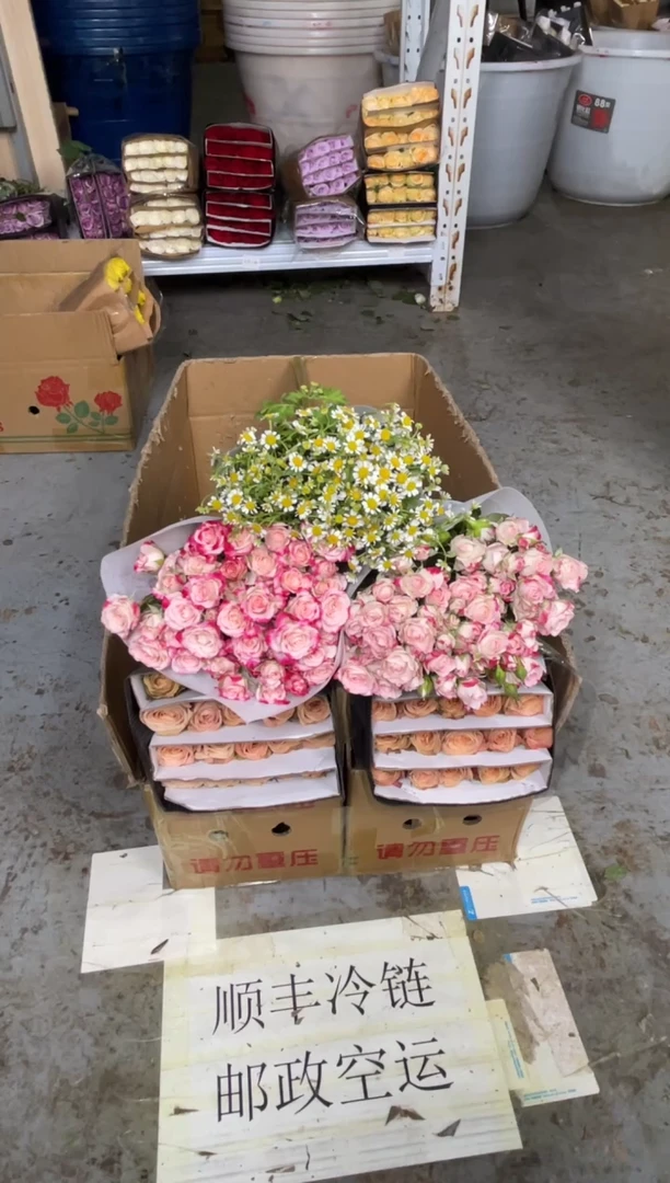 卡布20枝+折射10枝+洋甘菊