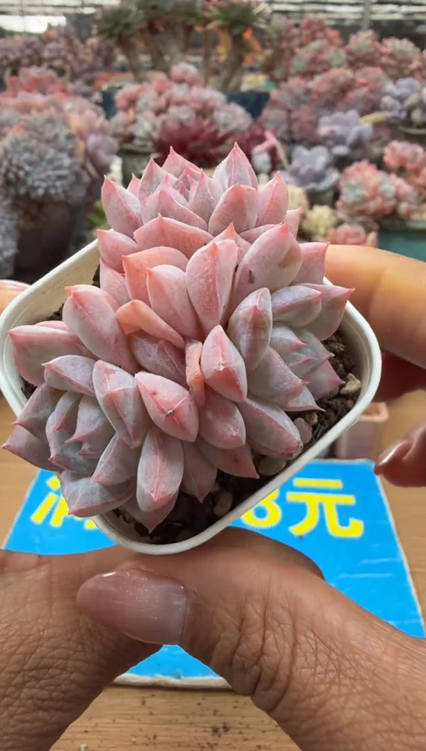 东云多肉园二店-121