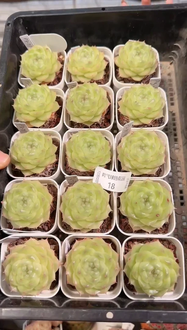 1222-18p3-71多肉量拍任意发一颗群生不包整