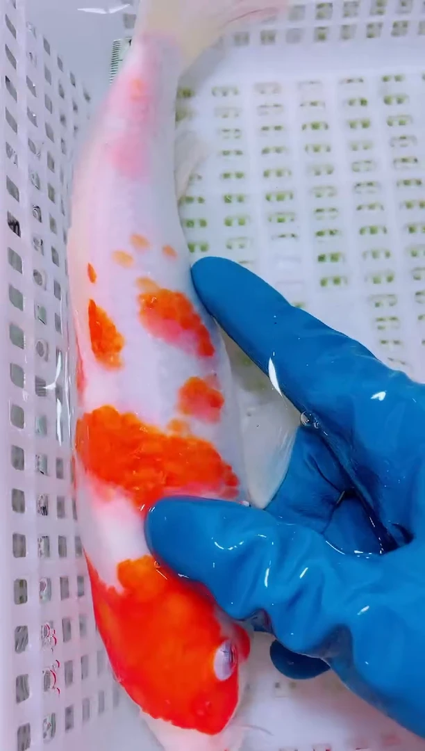 锦鲤血统锦鲤全场包邮78