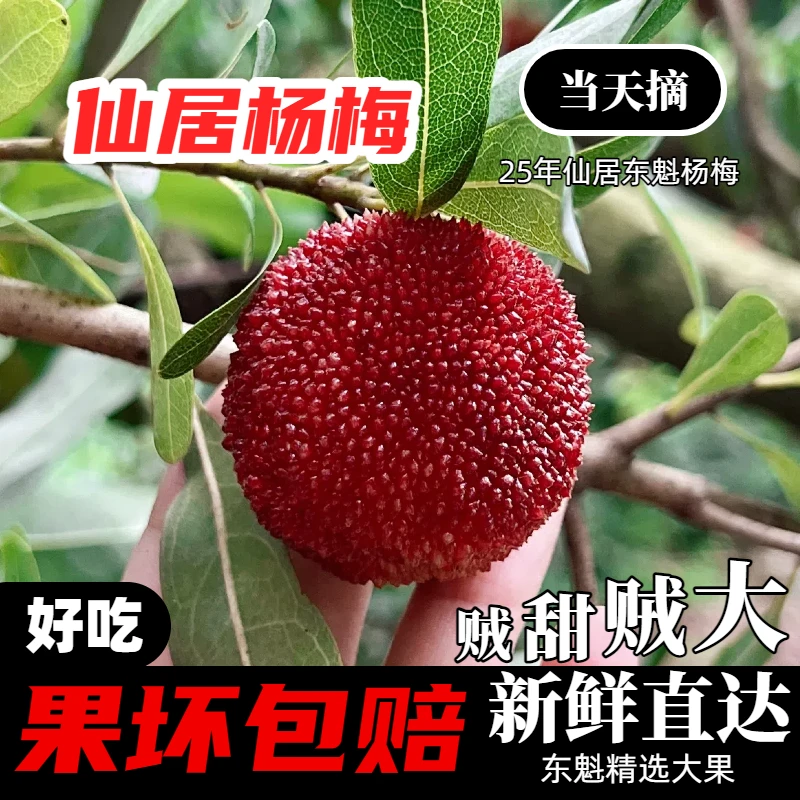 正宗浙江台州仙居东魁杨梅新鲜现摘孕妇水果送礼盒当季大果空运