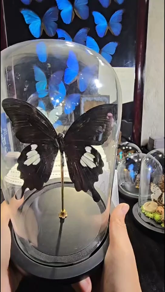 大玉斑玻璃珠精美蝴蝶标本