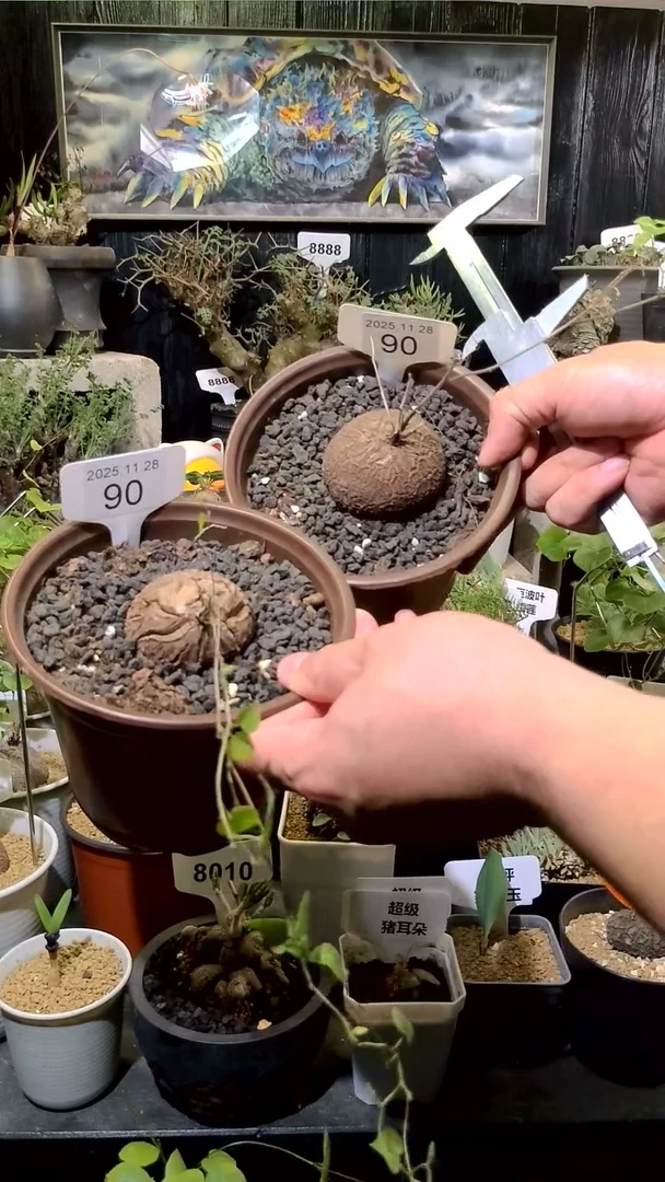 90号1128福利南非龟甲龙买一送一