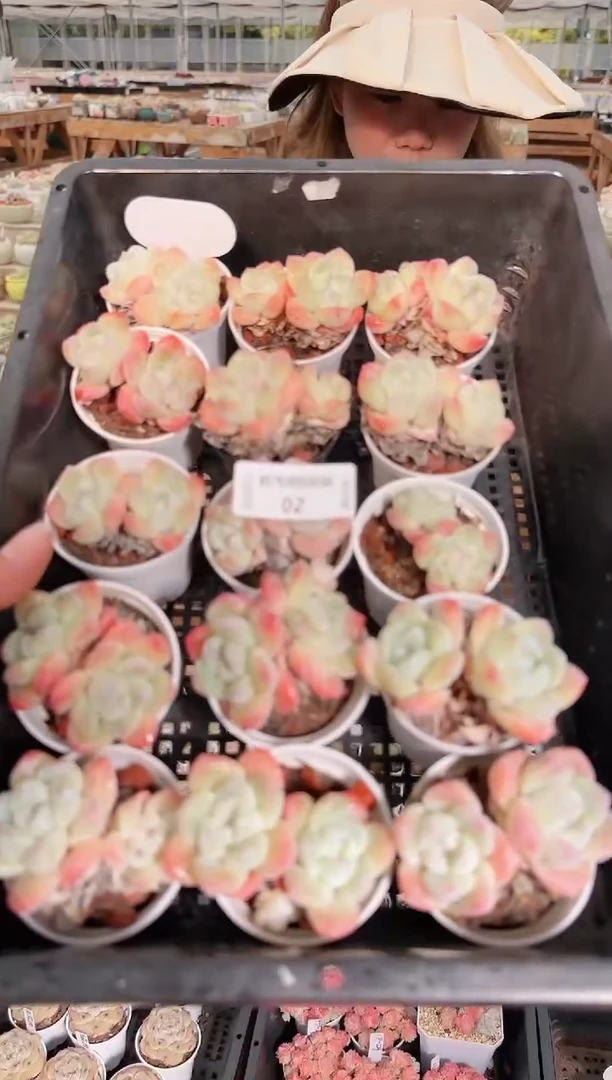 1220-02冰玉双头多肉量拍任意发一颗群生不包整