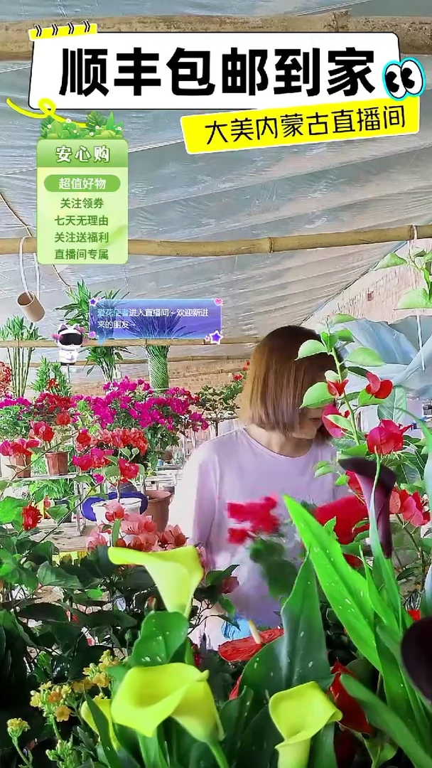 完全开放重瓣同安红三角梅