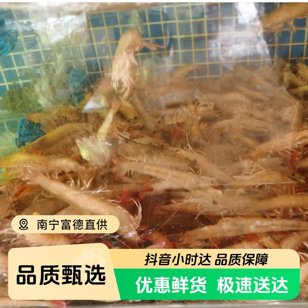 （海虾）鲜活野生麻虾500g