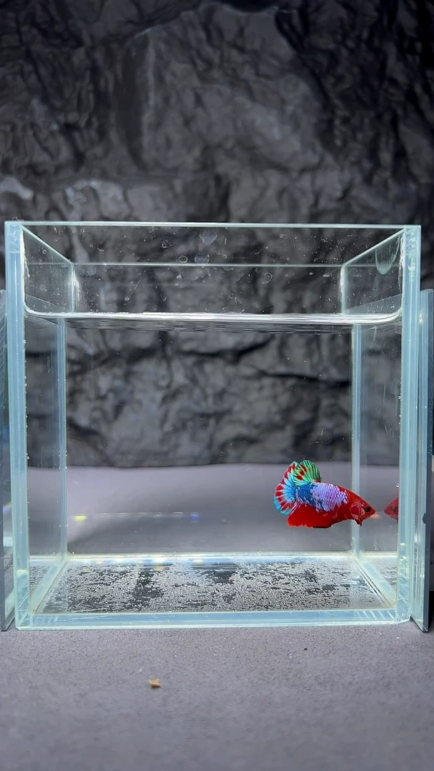 斗鱼竞拍链接A013