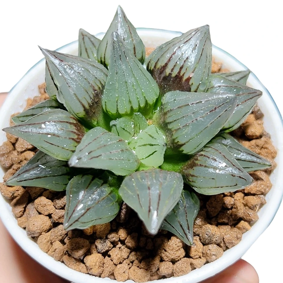 西瓜寿 背窗三杰