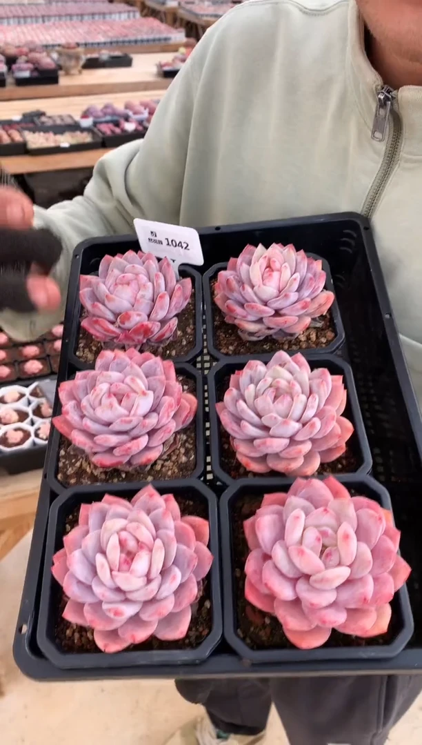 【闪购商品】1042玫瑰梦露一棵量拍