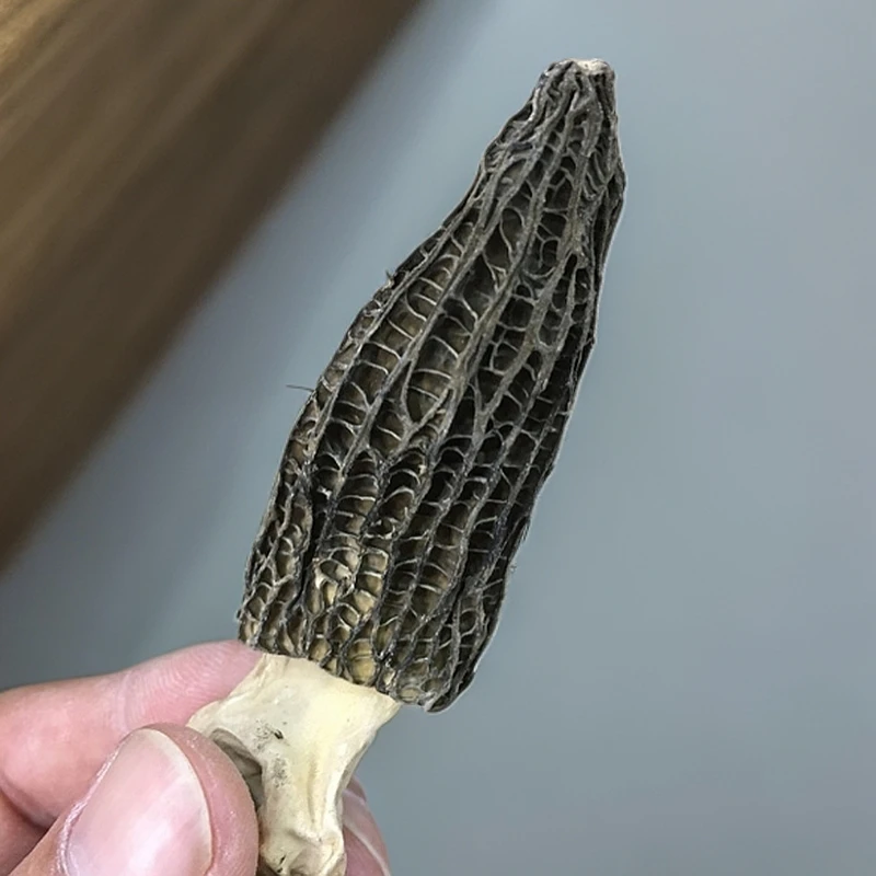 精品特冠好品质羊肚菌