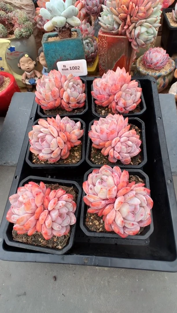 1002双头有砍蒙克一棵量拍