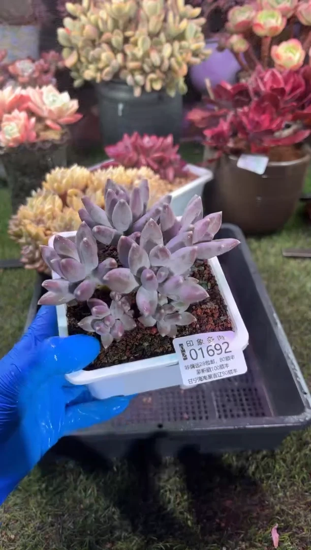 【闪购商品】01692