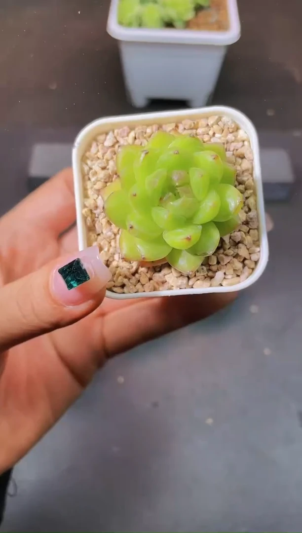 8098糖果珍妮随机发一颗量拍