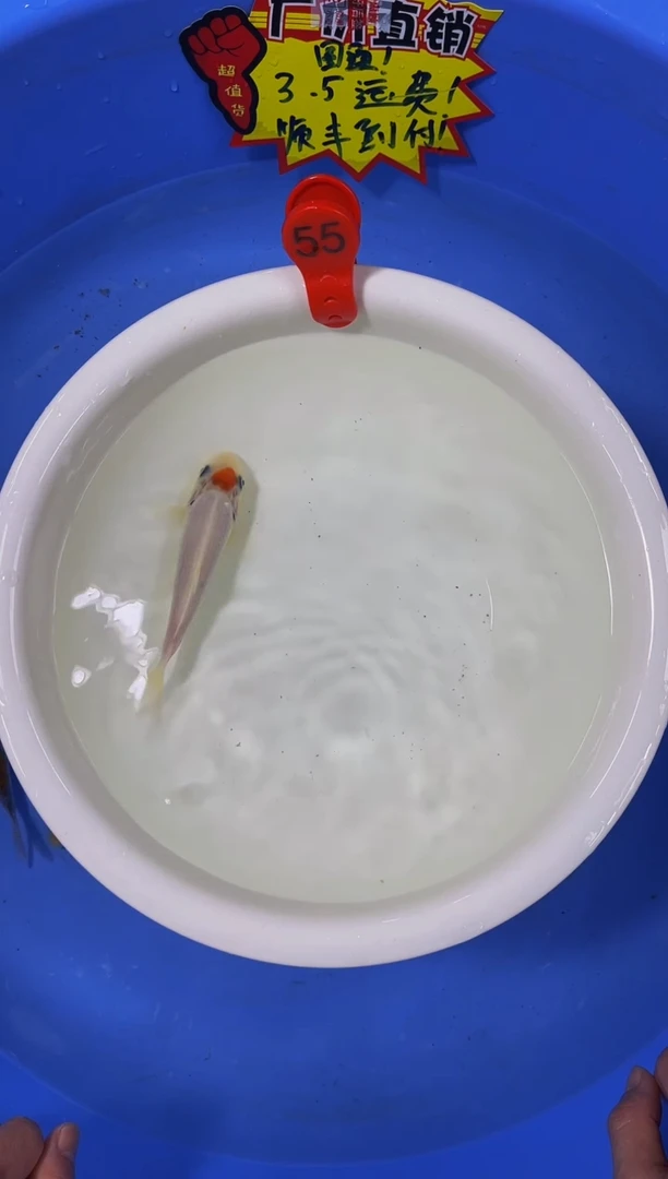 锦鲤活体二号链接