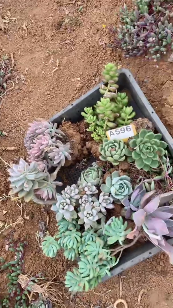 A596闪购清风花木兰多肉组合脱土发货