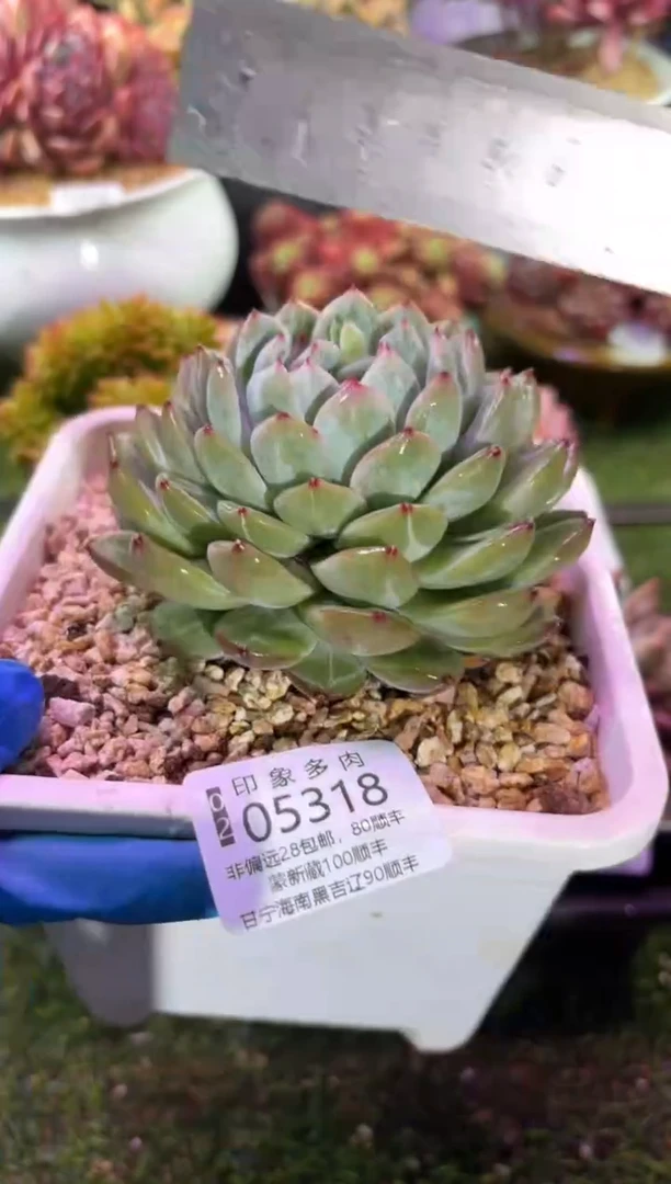 【闪购商品】05318