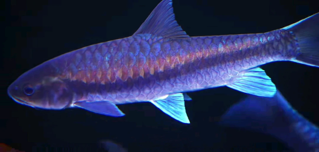 精品蓝吉罗包野保真（⚠️拍前请联系客服，请勿直接拍）