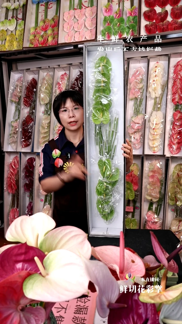 绿掌放漏不售后16支