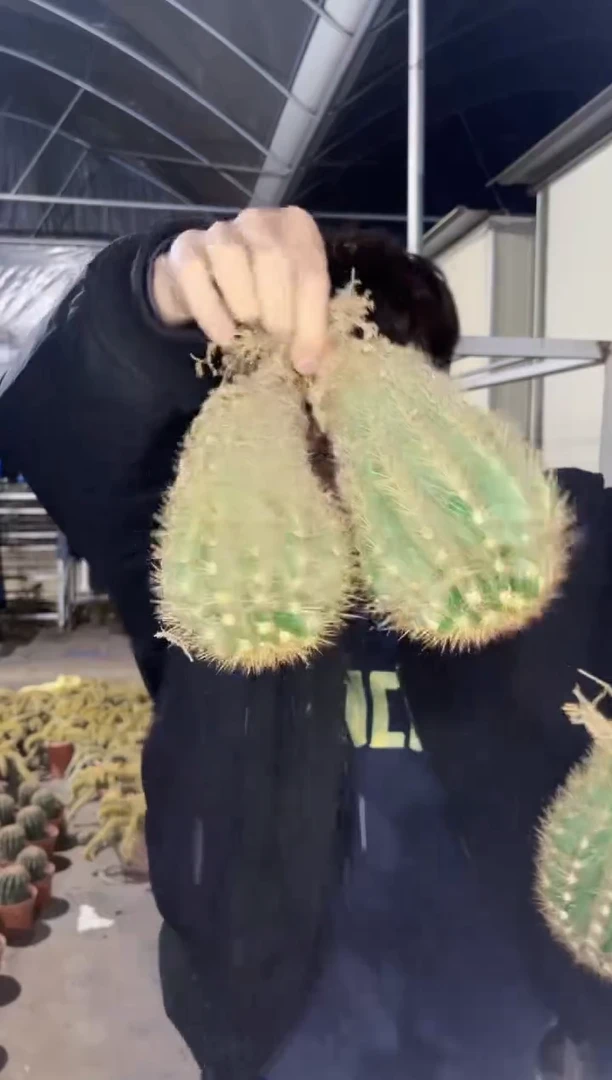 【闪购商品】2颗 实生根 大 黄金云