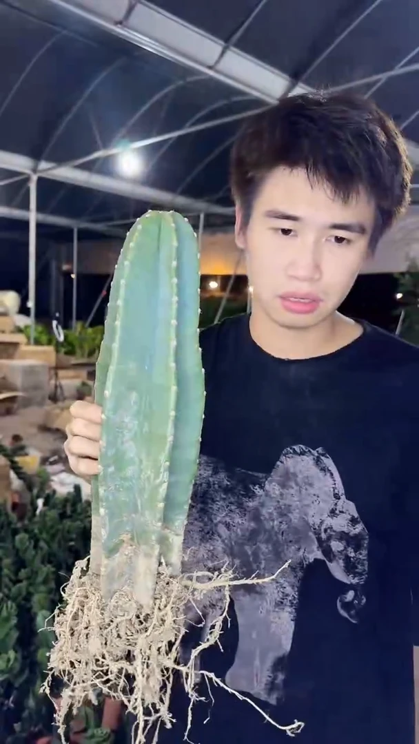 【带根】15cm 量天尺