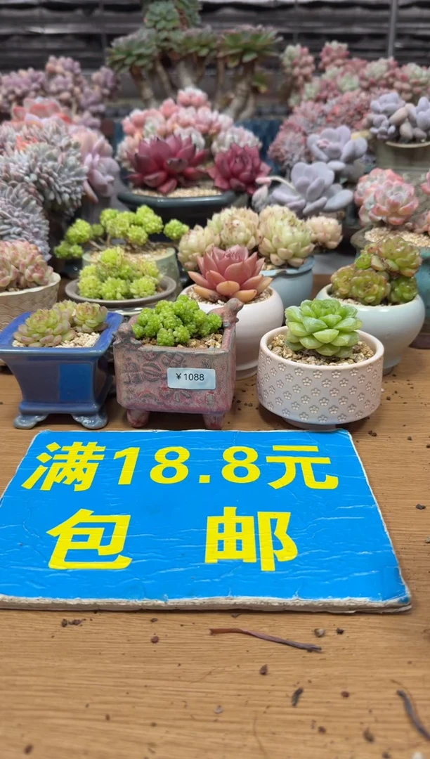 东云多肉园二店-687