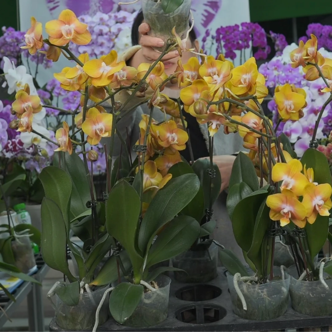 蝴蝶兰  拉斯维加斯  叶片自然开裂 花期长（直播专属）
