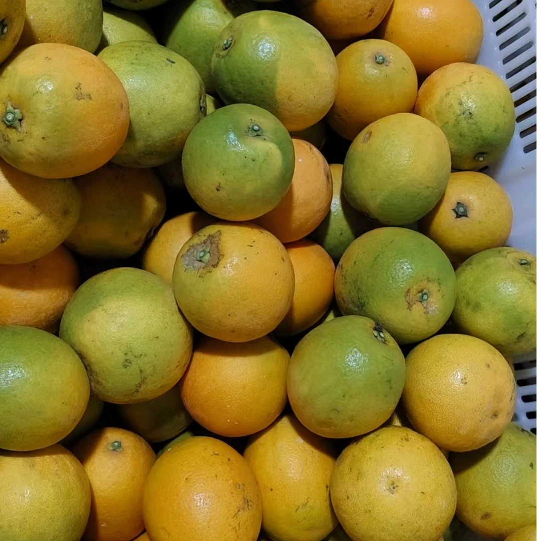 宠粉 8斤净重 冰糖橙中大果混发 表皮花麻不影响口感zm