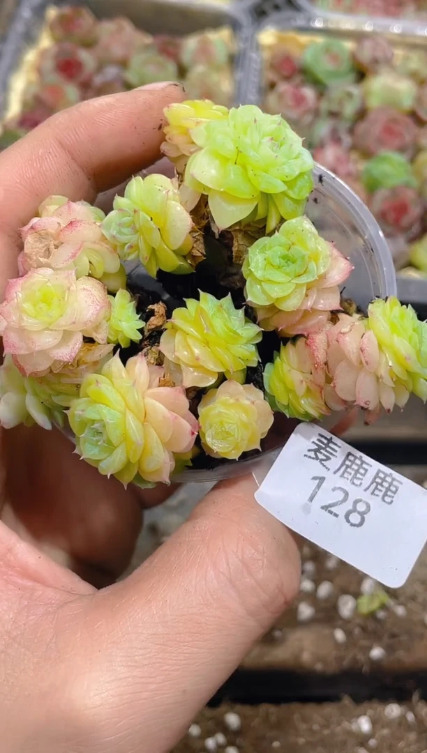 128怜星不包整散      量拍4颗