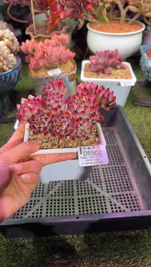 【闪购商品】08802