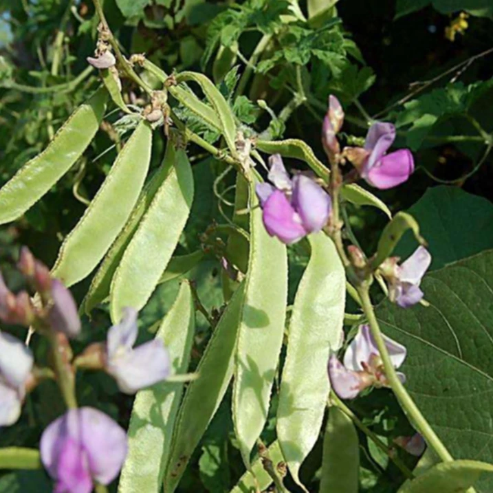 【拍2送1】绿眉豆种子家庭种植可盆栽可地栽扁豆菜种子蔬菜蔬菜种子