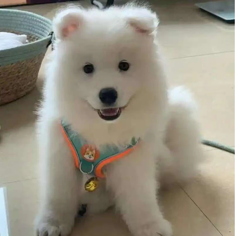 微笑的萨摩耶狗狗活体链接