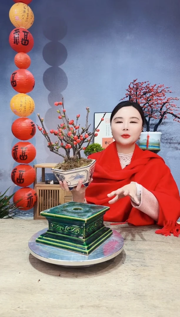 【闪购商品】盆景海棠 长寿冠