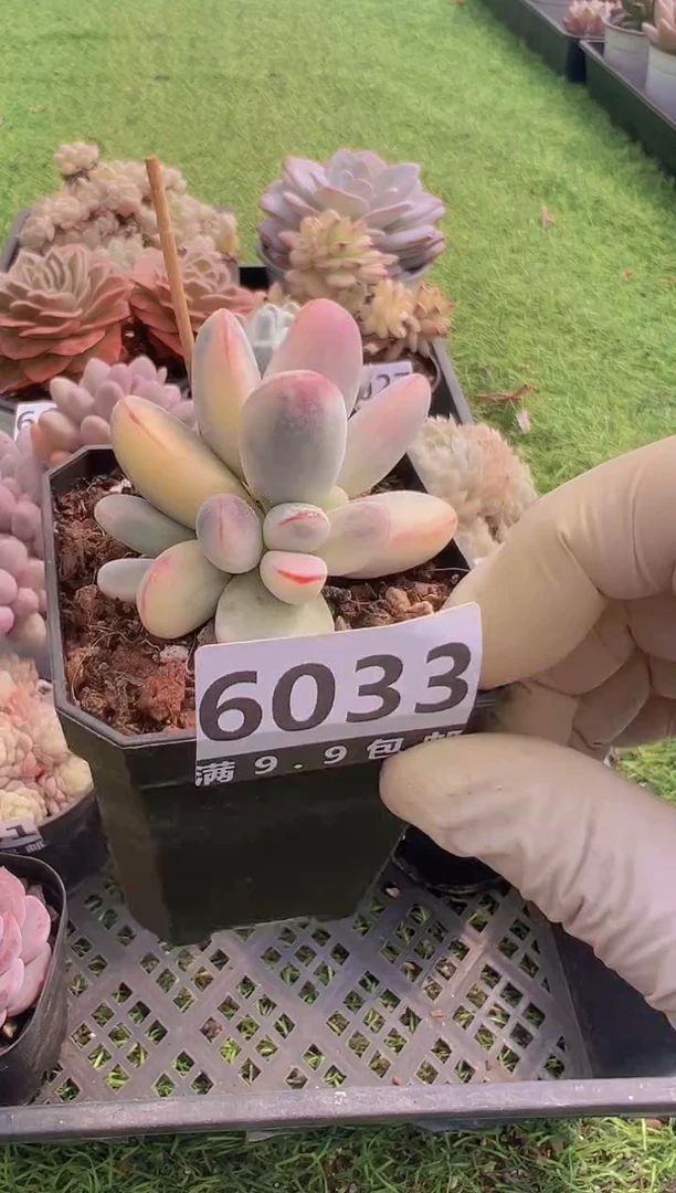 【闪购商品】信福多肉一物一拍