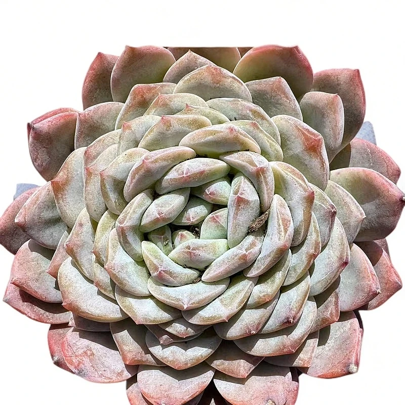 单双群混樱花珍妮多肉【满19包邮】