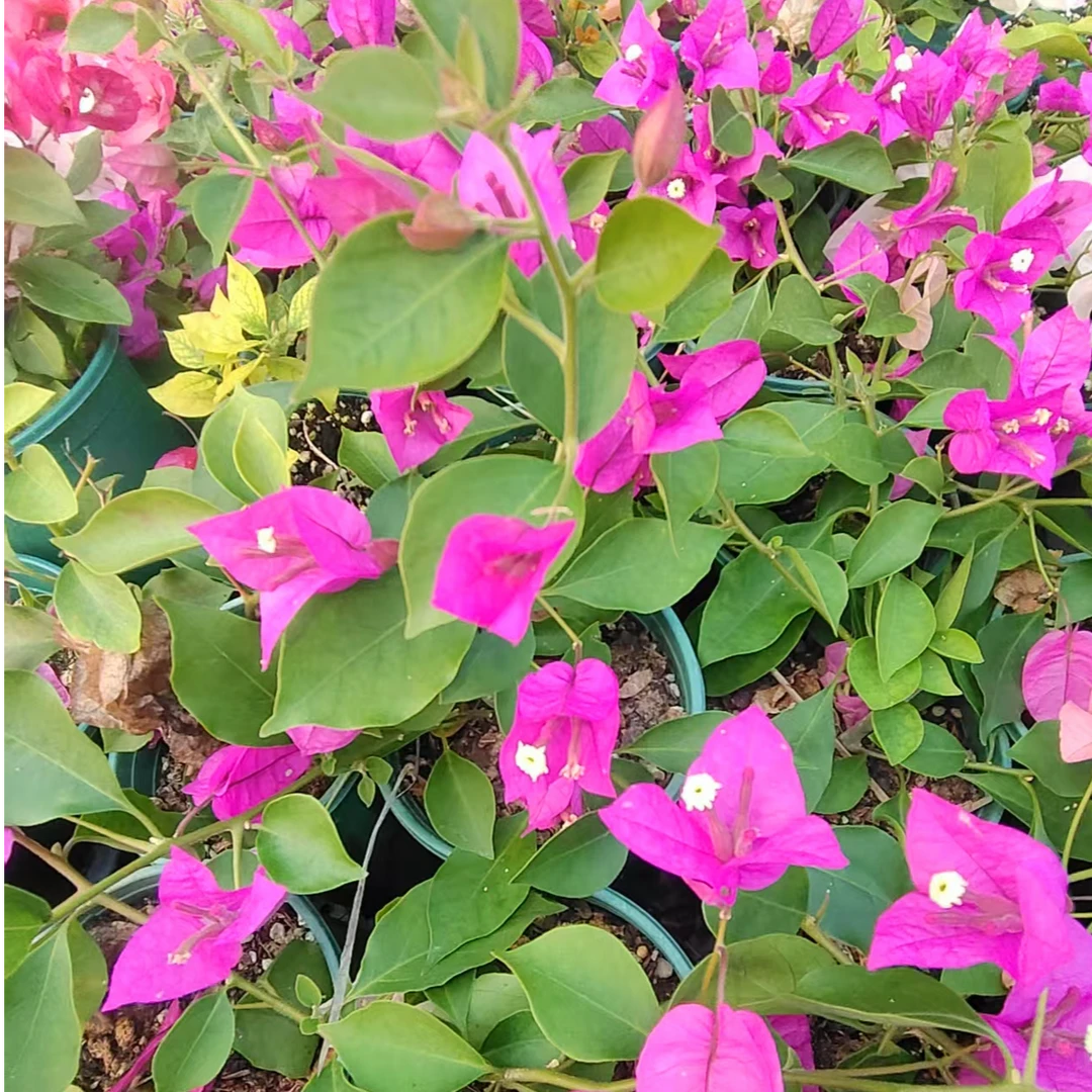 【不认识的牙签苗紫花】三角梅盆栽无售后介意勿拍