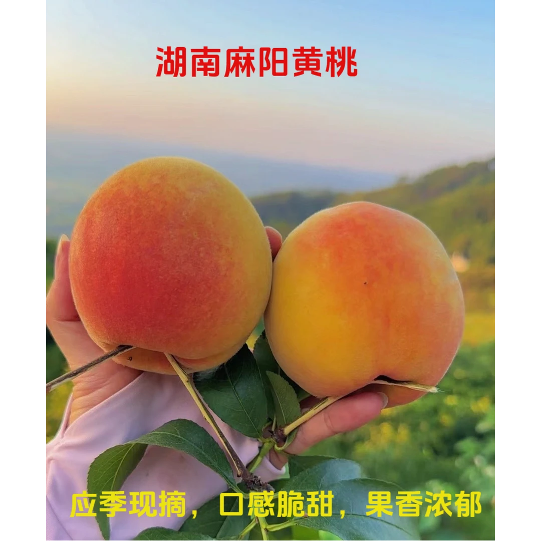 湖南麻阳锦绣黄桃现摘新鲜脆甜多汁应季水果