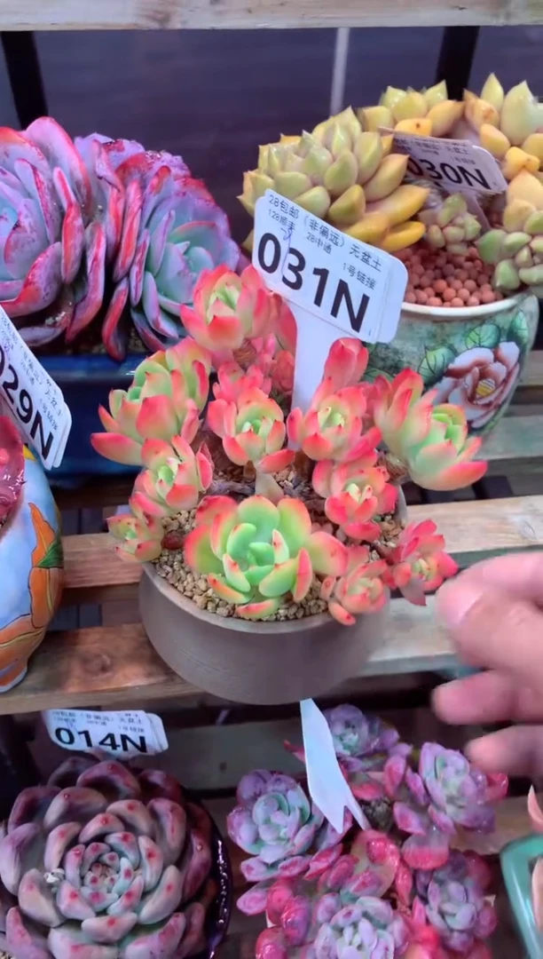 031N（一物一拍，精品多肉，所见即所得 ）