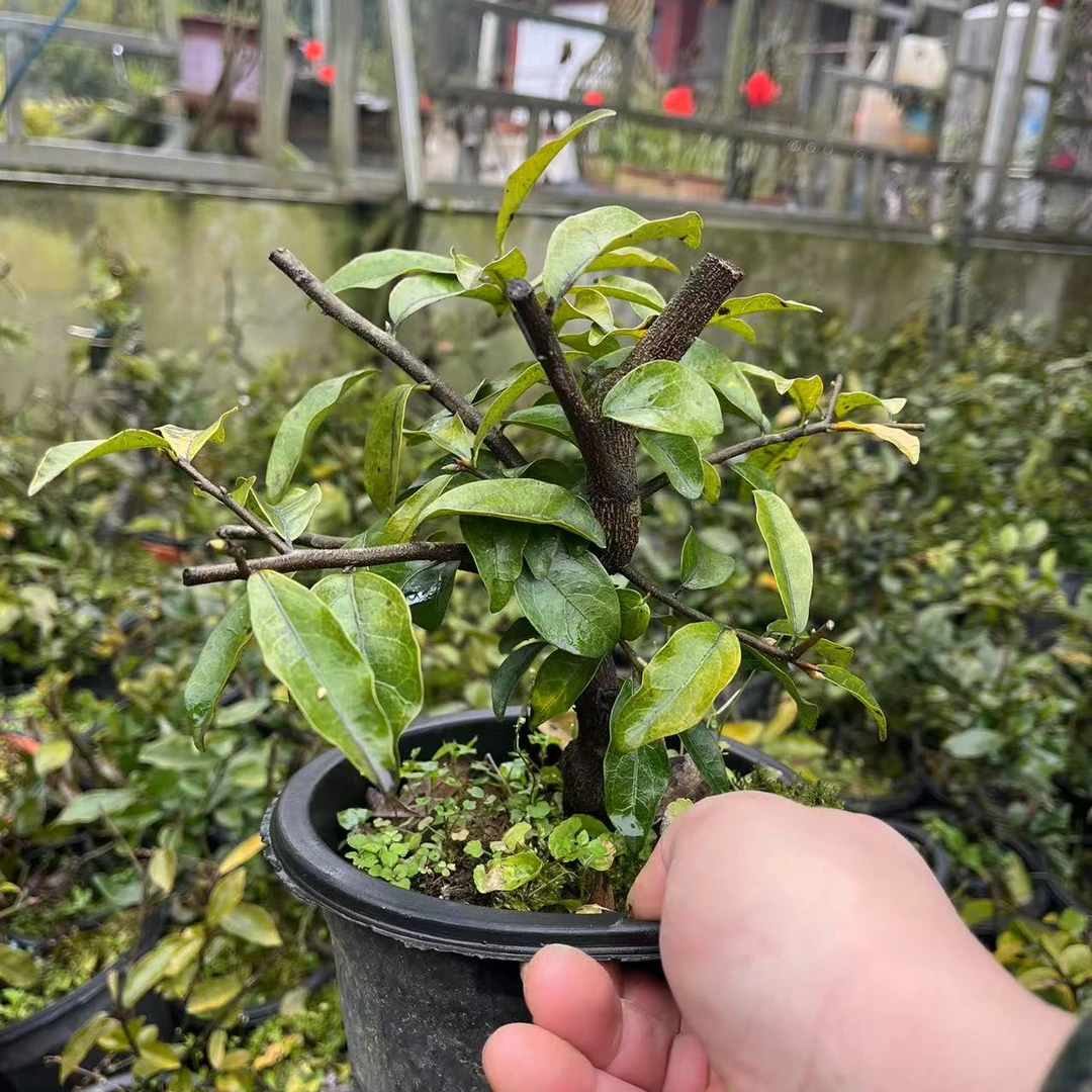 金弹子 一物一拍