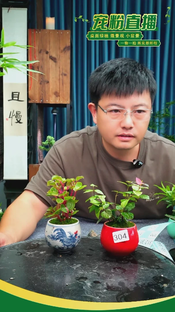 无花朵C*一苔藓微景观305号