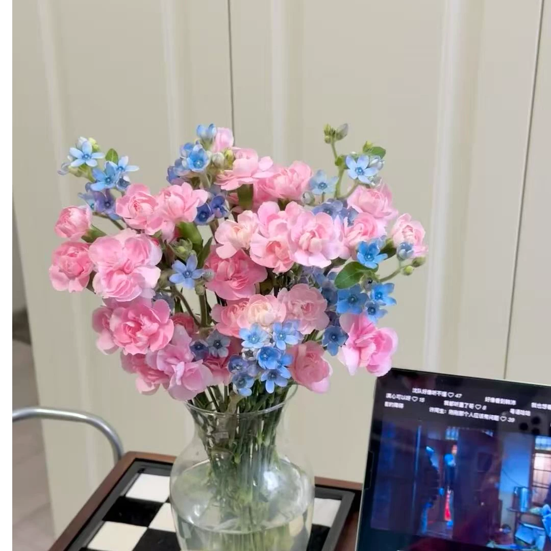 套餐48 粉色多头康乃馨20支+蓝星花一把