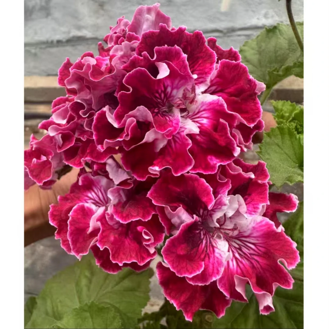 新品——【杉树】大花天竺葵130大苗带花苞包对版