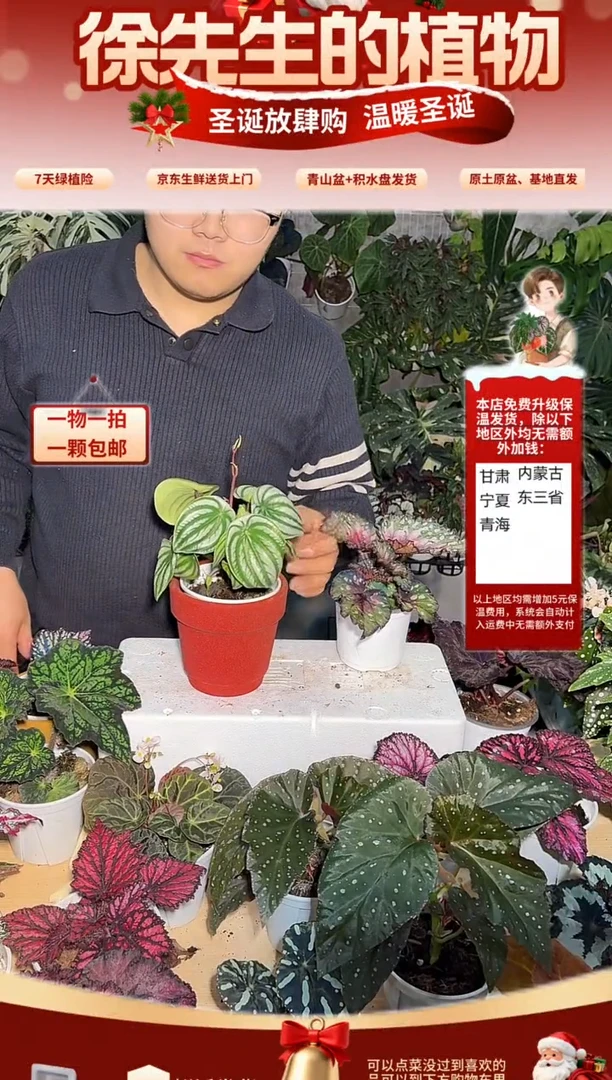 完全开放西瓜皮秋海棠